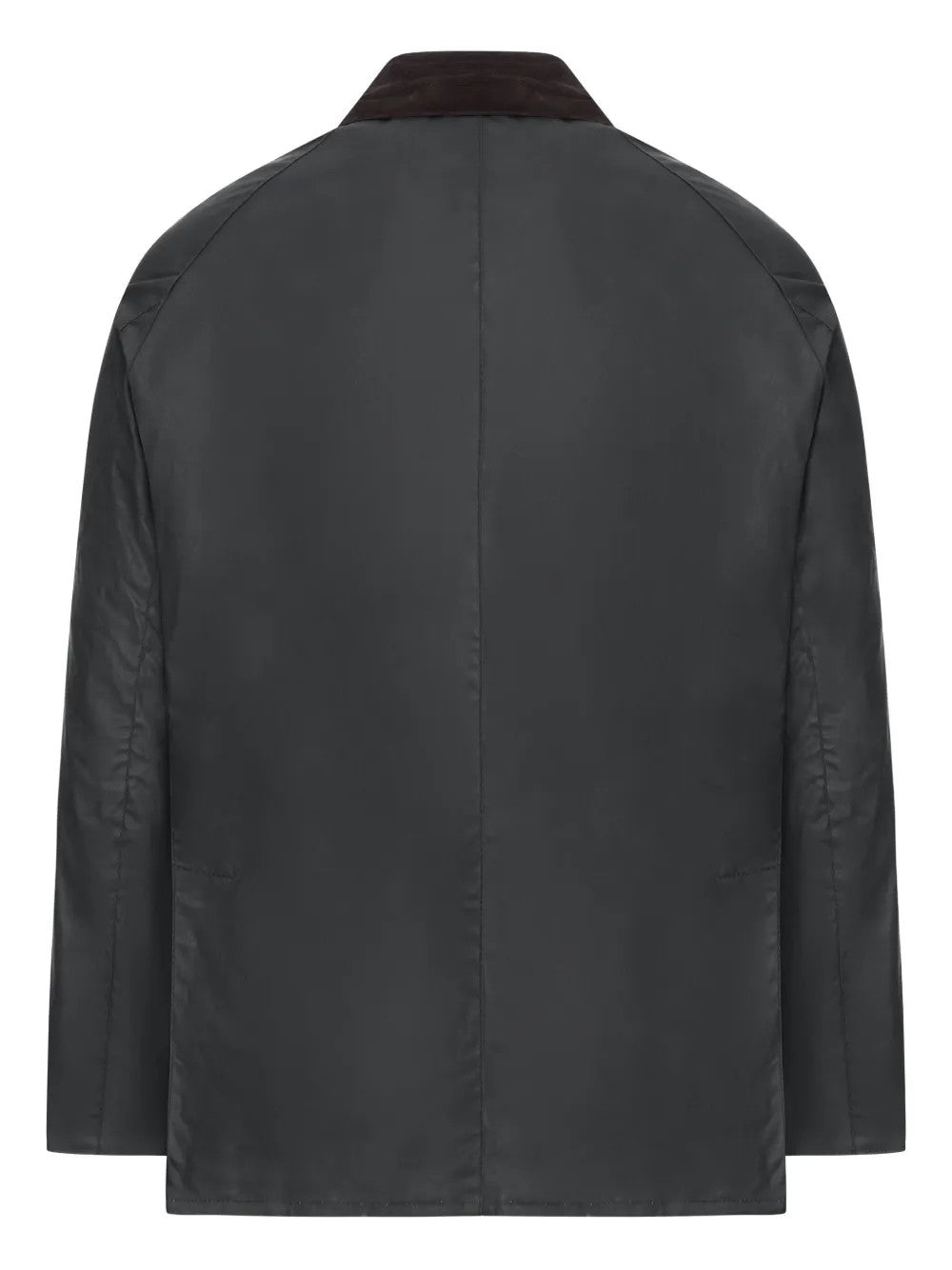 GIACCA Salvia Barbour