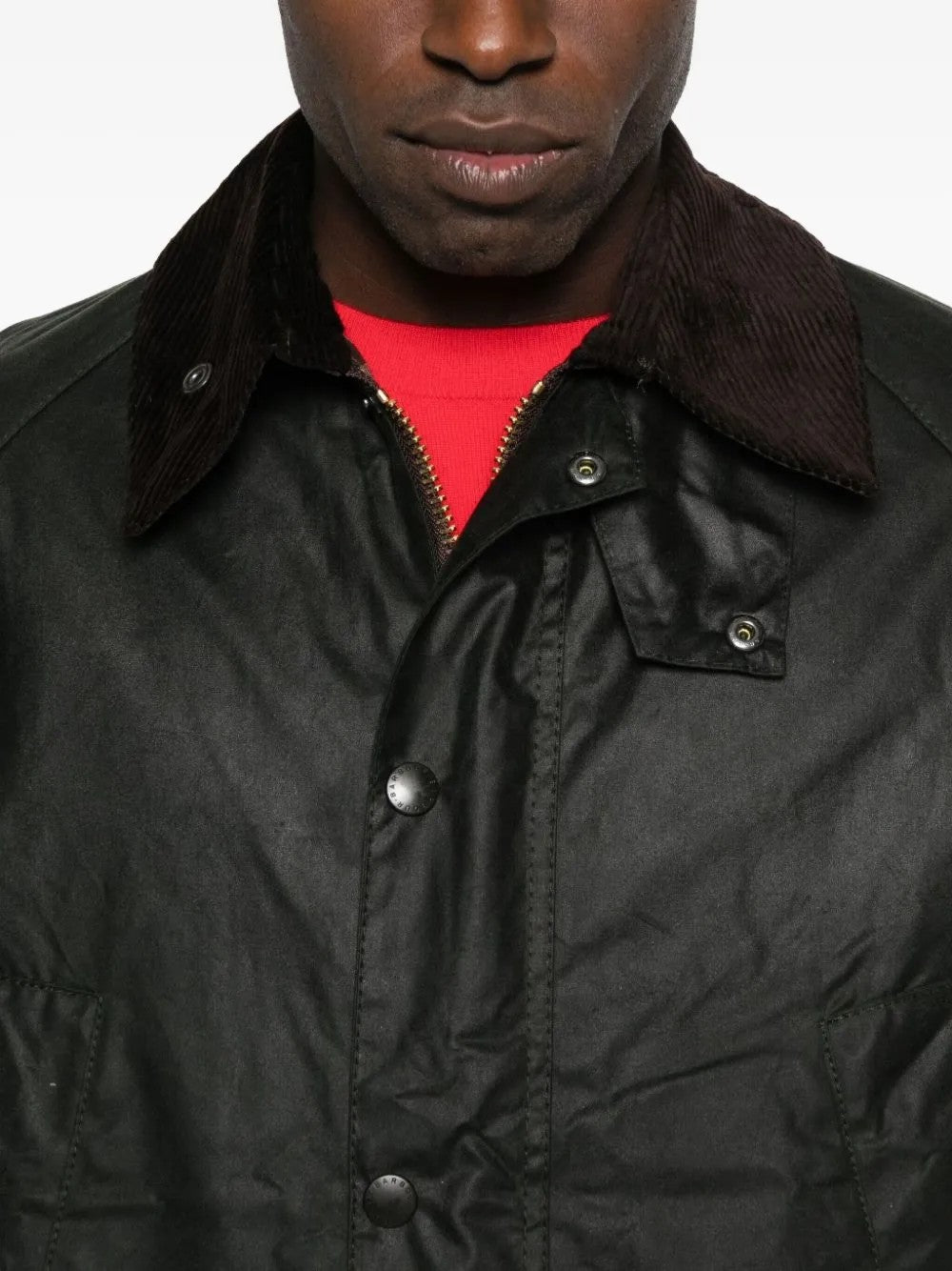 GIACCA Salvia Barbour