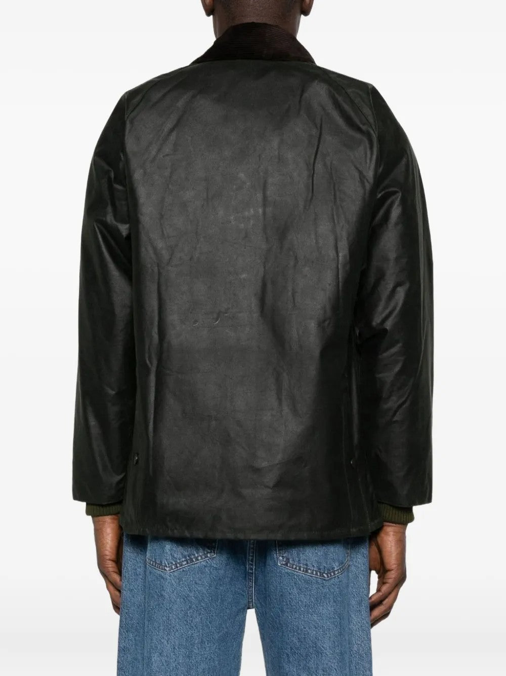 GIACCA Salvia Barbour
