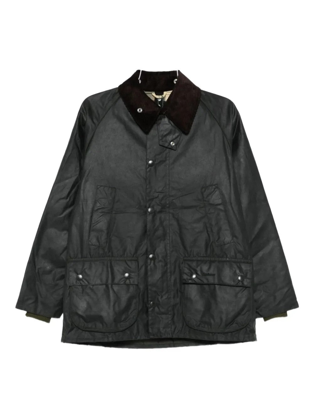 GIACCA Salvia Barbour