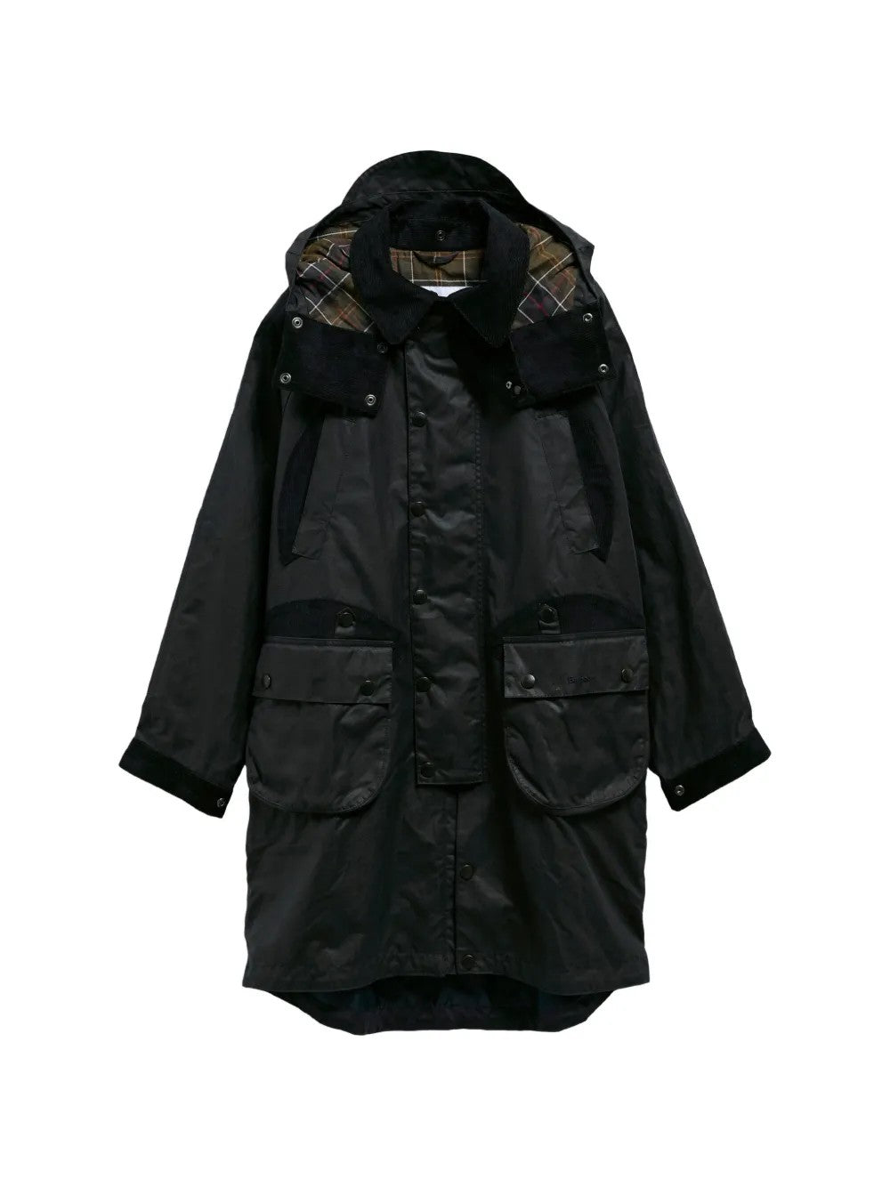 GIACCA Salvia Barbour