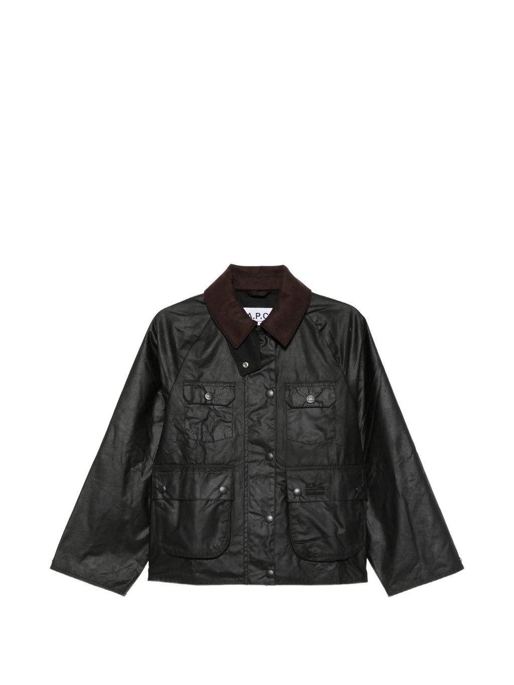 GIACCA Salvia Barbour