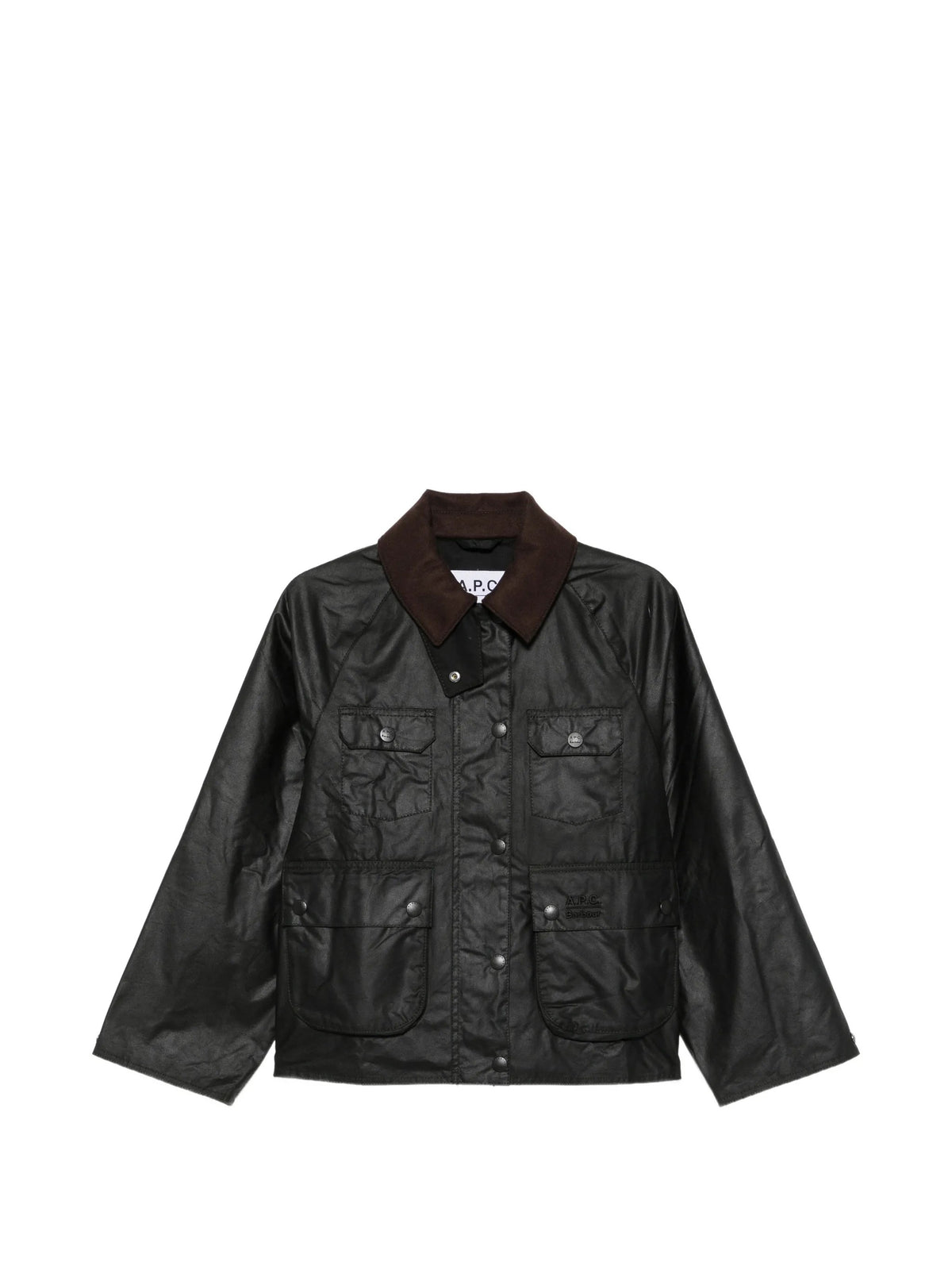 GIACCA Salvia Barbour