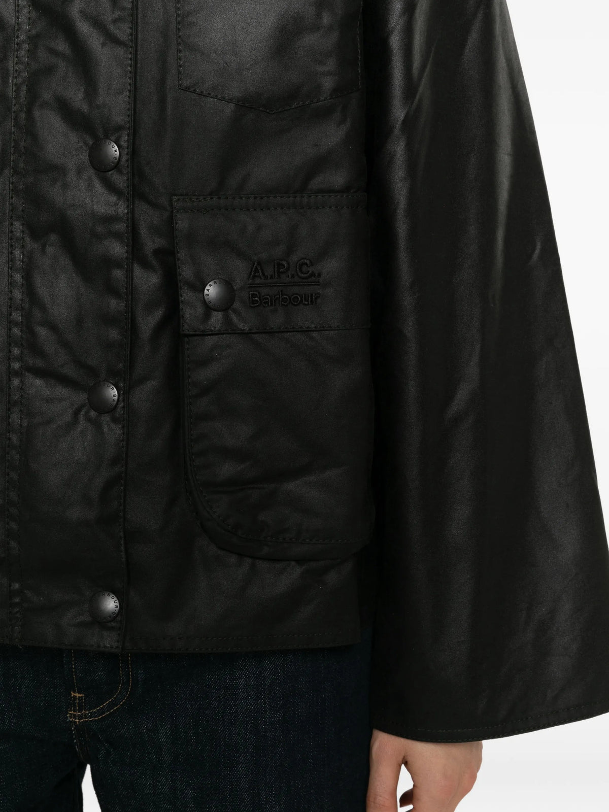 GIACCA Salvia Barbour