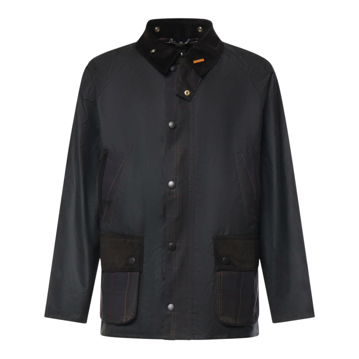 GIACCA Salvia Barbour