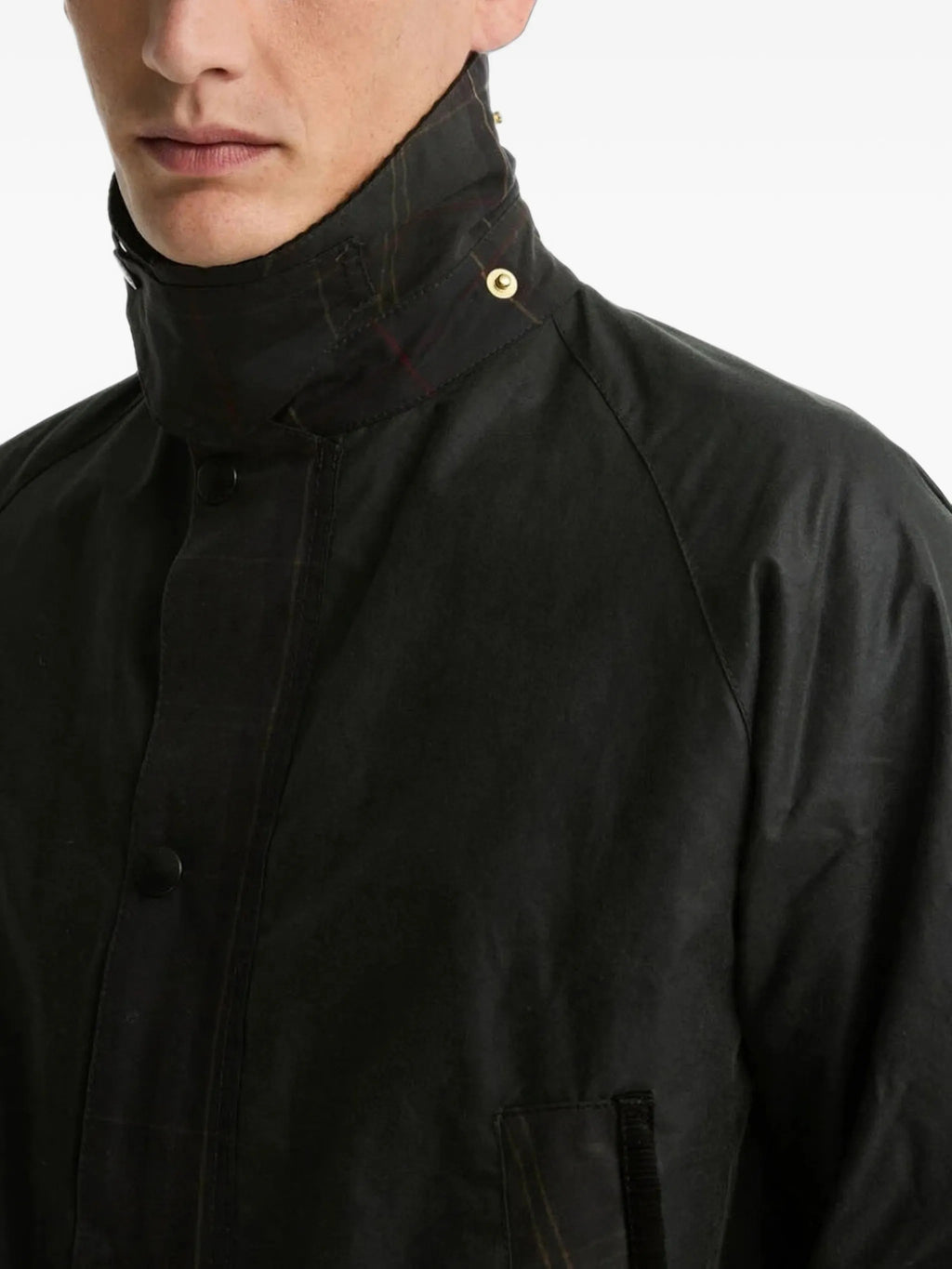 GIACCA Salvia Barbour