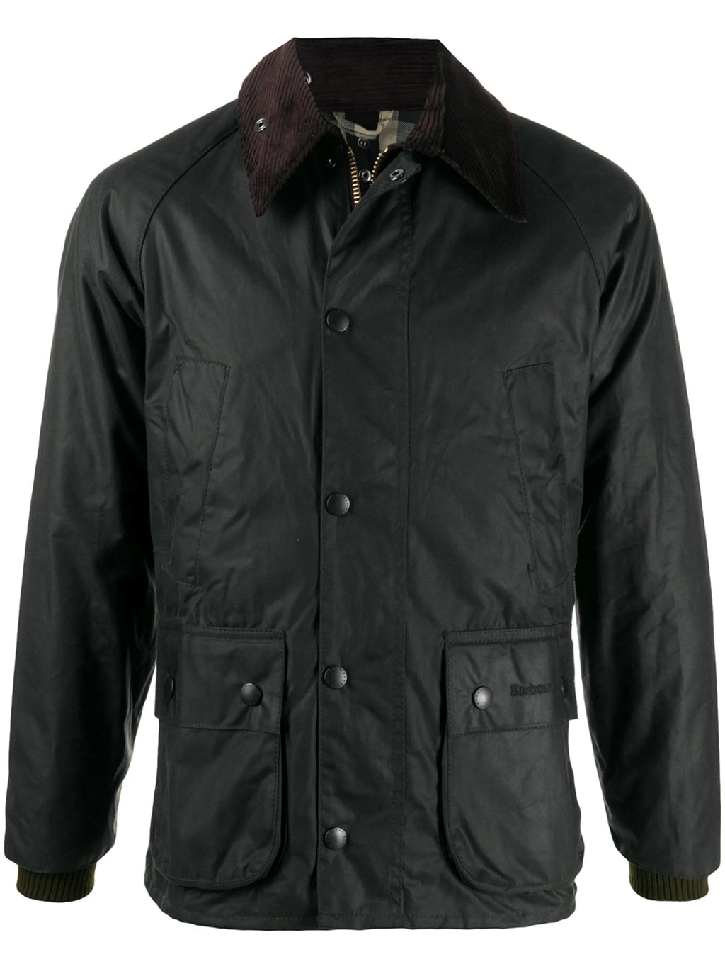 GIACCA Salvia Barbour