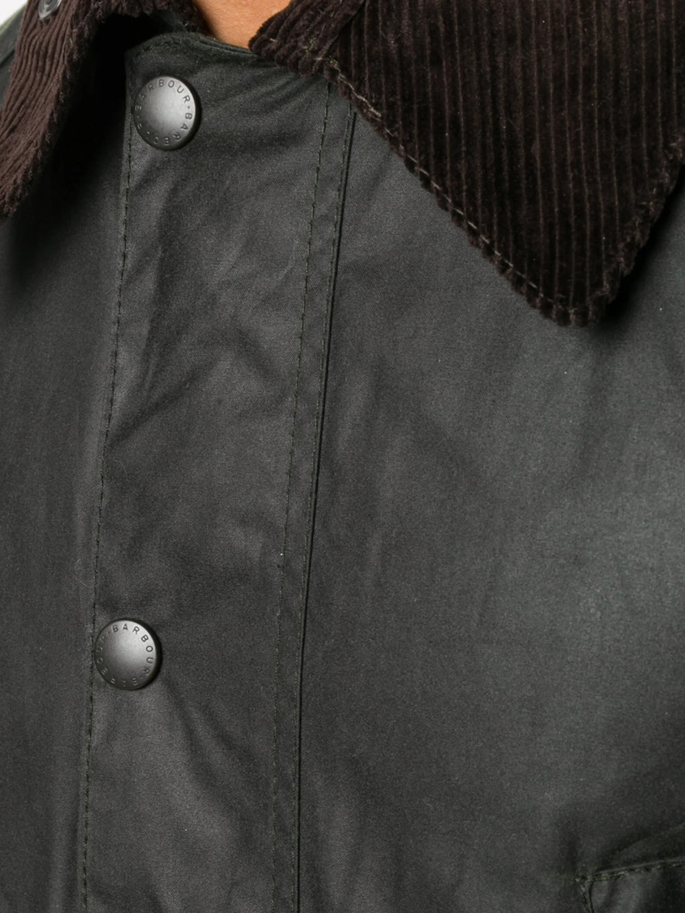 GIACCA Salvia Barbour